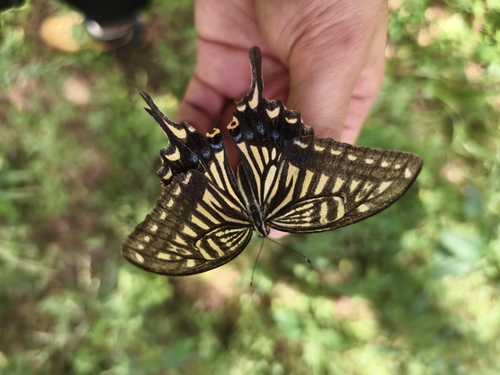 Chinese Yellow Swallowtail