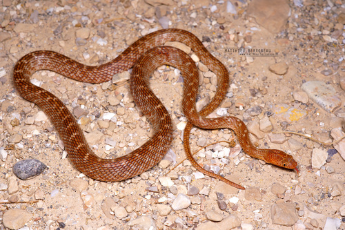 Israeli Catsnake