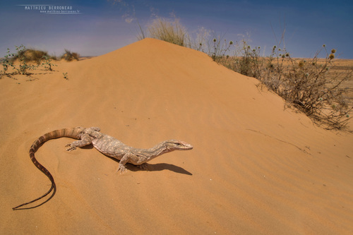 Desert Monitor