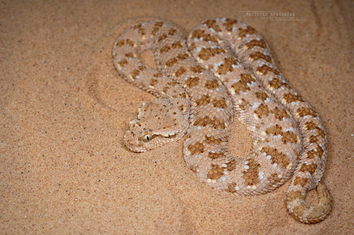 Arabian Horned Viper