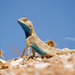Savigny's Agama - Photo (c) Matthieu Berroneau, all rights reserved