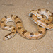 Awl-headed Snake - Photo (c) Matthieu Berroneau, all rights reserved