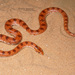 Awl-headed Snake - Photo (c) Matthieu Berroneau, all rights reserved