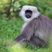 Chamba Sacred Langur - Photo (c) Вадим Ивушкин, all rights reserved, uploaded by Вадим Ивушкин