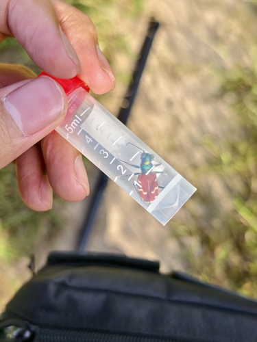 Cicindela coerulea nitida