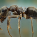 Lasius grandis - Photo (c) pacomacro, todos los derechos reservados