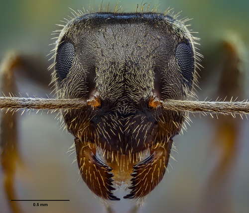 Lasius grandis