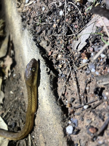 Brown Tree Snake sighting
