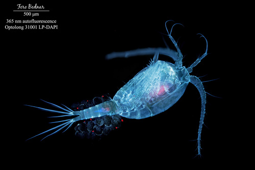 Macrocyclops fuscus