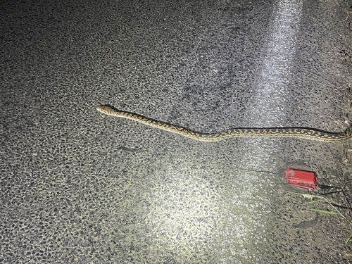 Australian Scrub Python sighting