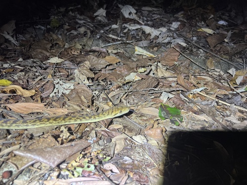 Australian Scrub Python sighting