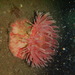 Swimming Anemone - Photo (c) Jeff Stauffer, all rights reserved, uploaded by Jeff Stauffer