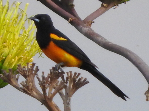 Black-vented Oriole
