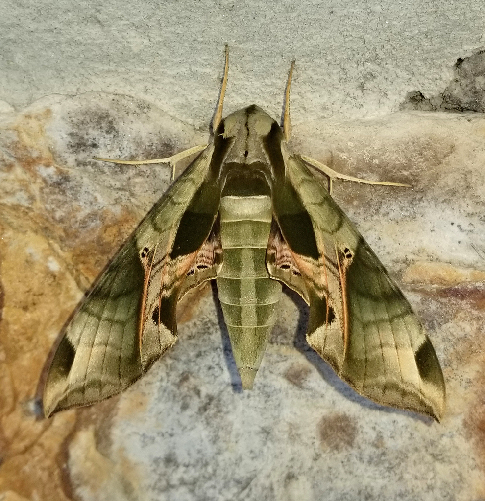 Pandorus Sphinx from Fentress County, TN, USA on August 24, 2024 at 03: ...