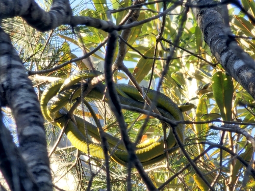 Common Tree Snake sighting