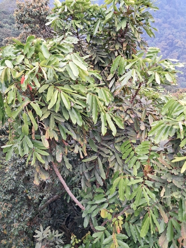 Carapa grandiflora