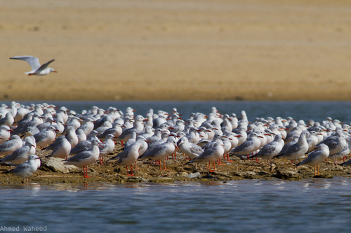 Slender-billed Gull