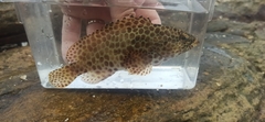 Grouper