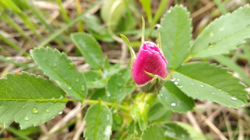 prairie rose