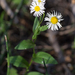 Coulter's Fleabane - Photo (c) Kim Moore, all rights reserved, uploaded by Kim Moore