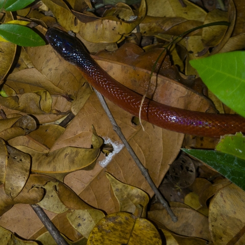 Crowned False Boa