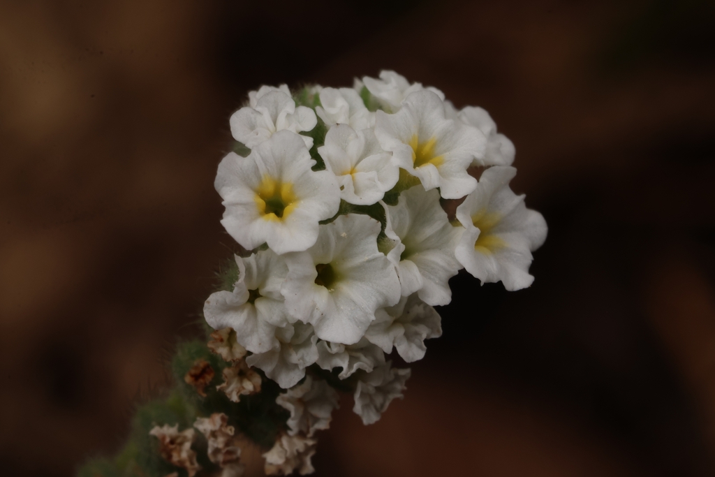 Sweet-scented heliotrope