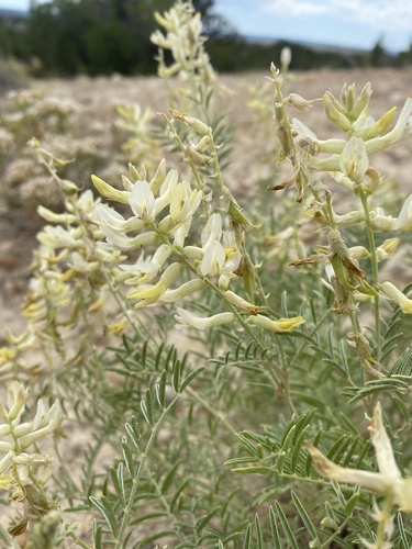 cibola milkvetch (Astragalus albulus)