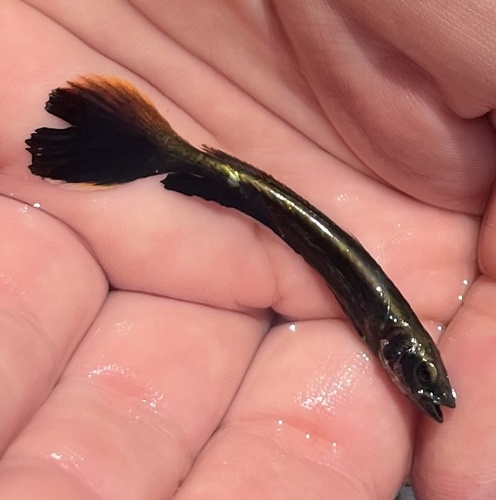 Cobia