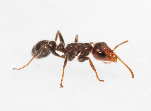 库氏伪切叶蚁Pseudomyrmex kuenckeli