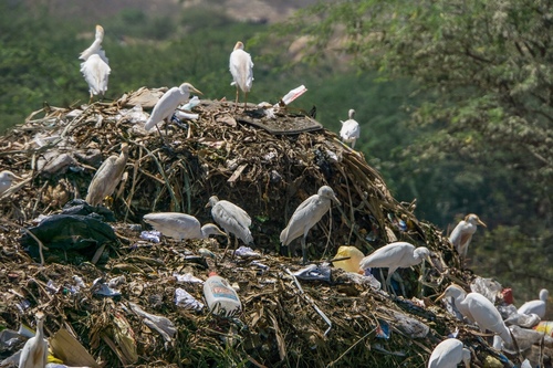 Western Cattle-Egret