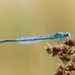 Goblet-marked Damselfly - Photo (c) ruimvs, all rights reserved, uploaded by ruimvs