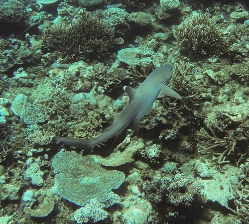 Whitetip Reef Shark