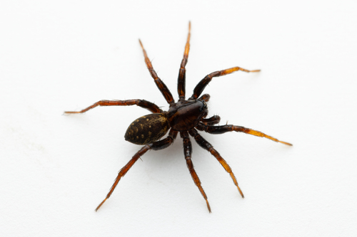 Marsh Wolf Spider