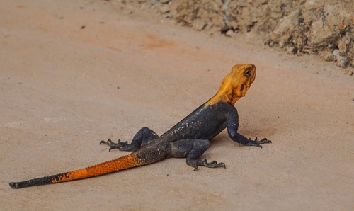 Finch’s agama