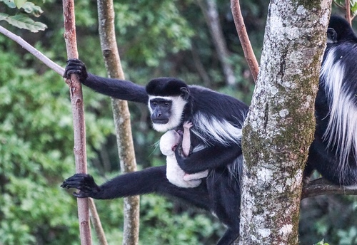 Mantled Guereza