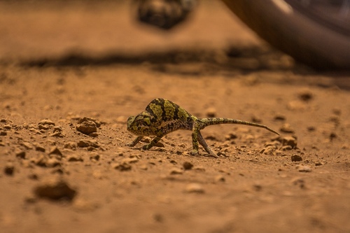 Flap-necked Chameleon