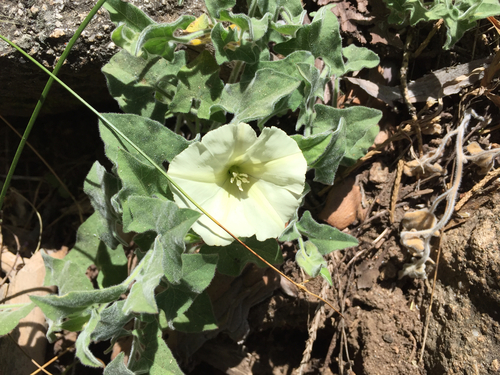 Calystegia malacophylla ssp. malacophylla