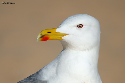 Larus michahellis