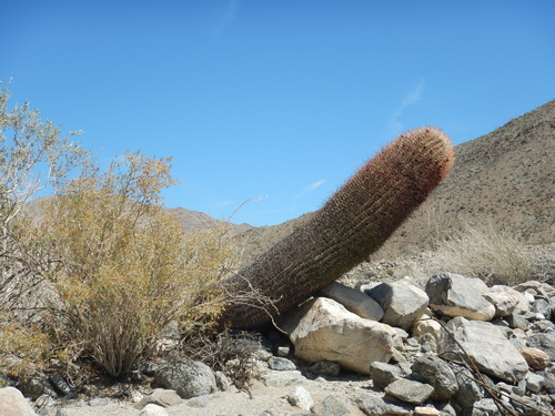 iNaturalist observation photo of California Barrel Cactus