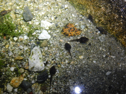 iNaturalist observation photo of Red-spotted Toad