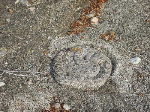 iNaturalist observation photo of Sidewinder