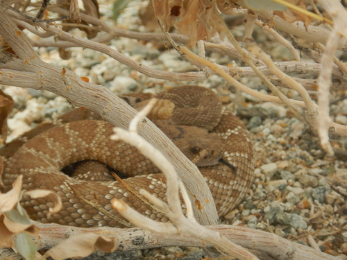 iNaturalist observation photo of Red Diamond Rattlesnake
