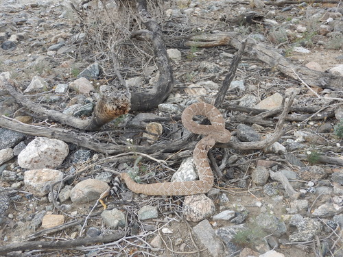 iNaturalist observation photo of Red Diamond Rattlesnake