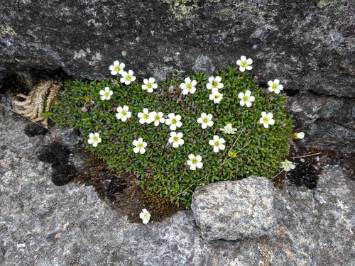 Diapensia