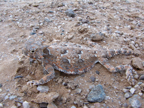 Sonoran Horned Lizard