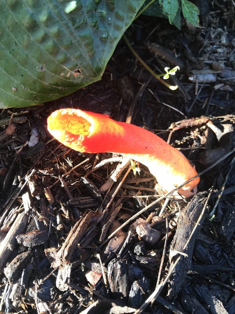 devil's dipstick from 151213 E Main St, Carmel, IN, US on June 18