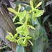 Epidendrum difforme - Photo (c) Heriberto Romero, kaikki oikeudet pidätetään, lähettänyt Heriberto Romero