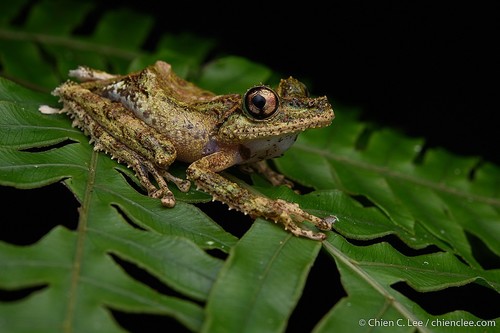 Anamalozoatra Madagascar Frog