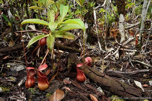 Nepenthes masoalensis