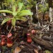 Nepenthes masoalensis - Photo (c) Chien Lee, todos los derechos reservados, subido por Chien Lee